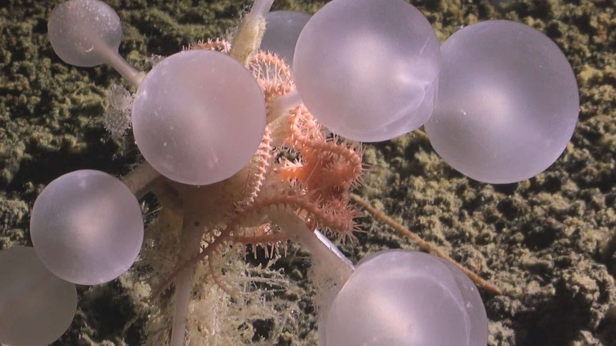 Vědci objevili v ledových hlubinách oceánu u Antarktidy 30 bizarních mořských druhů